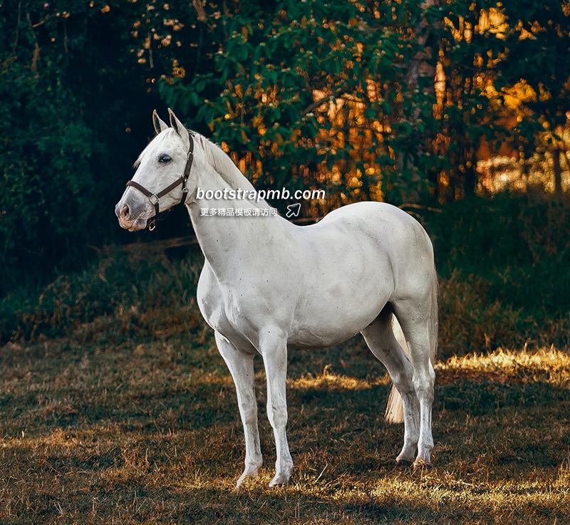 horse