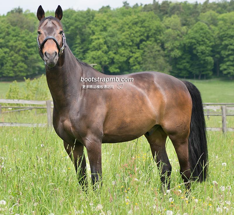 horse