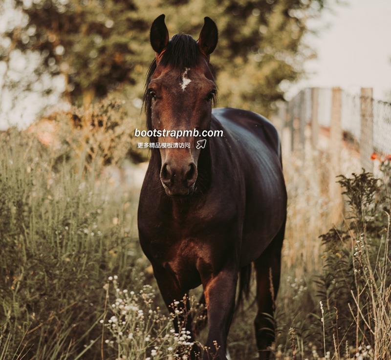 horse