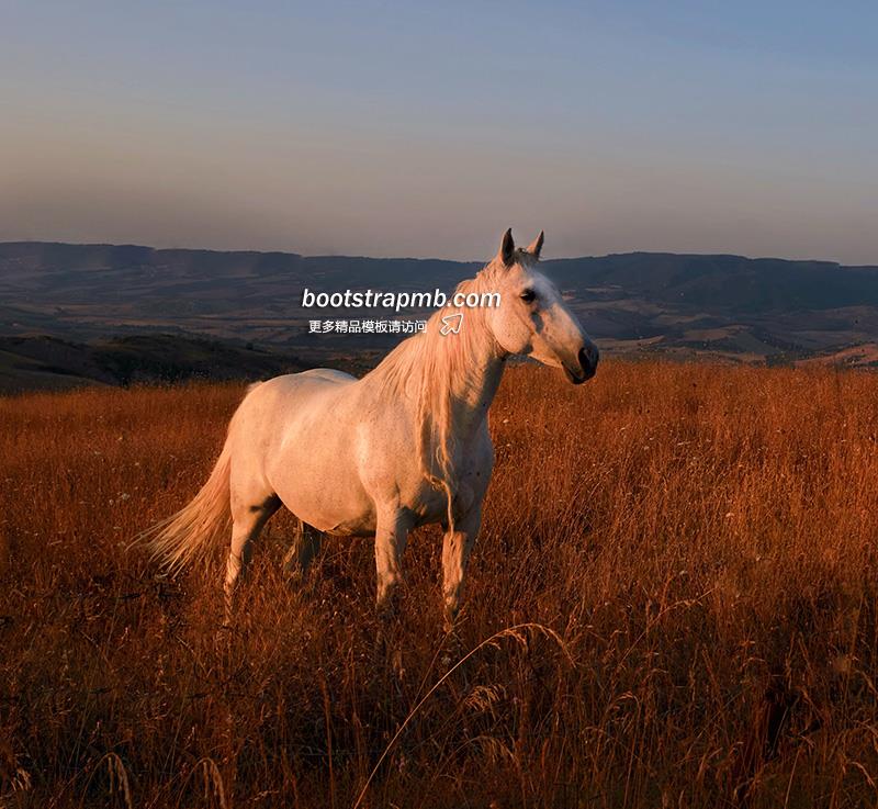 horse